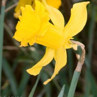 Spanish Daffodil